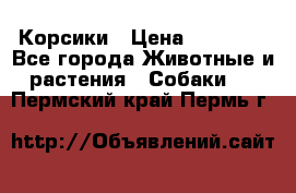 Корсики › Цена ­ 15 000 - Все города Животные и растения » Собаки   . Пермский край,Пермь г.